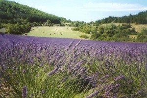 01-lavande